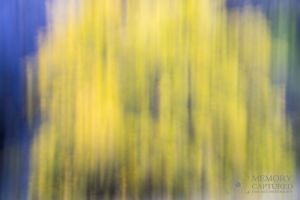 Pan Blur cottonwoods-c67.jpg